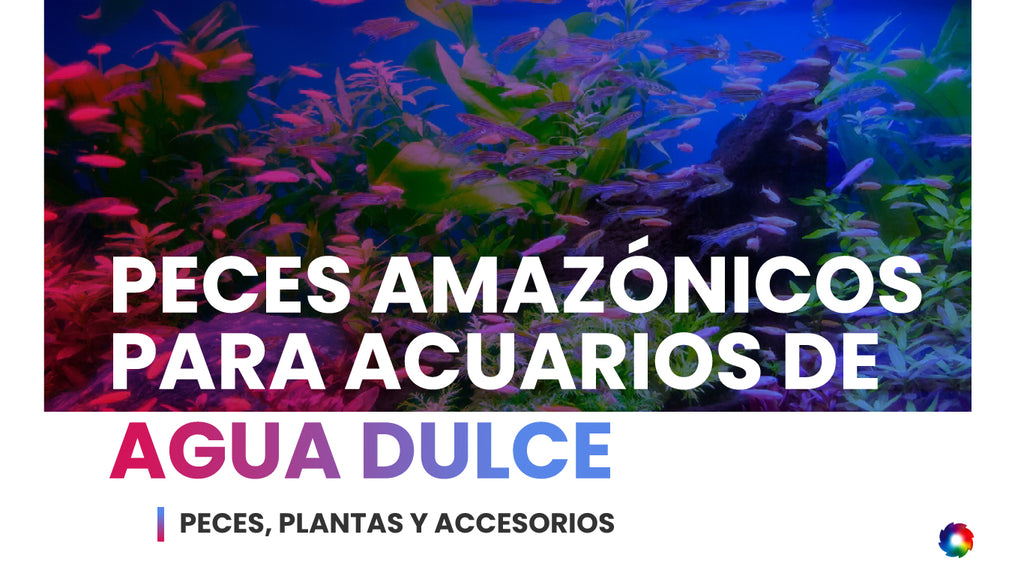 Peces amazónicos para acuarios de agua dulce