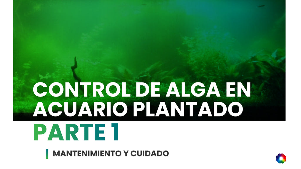 Control de alga en acuario plantado - Parte 1