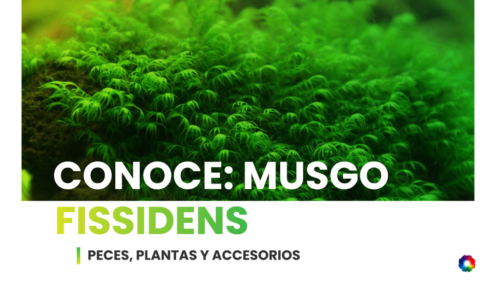 Conoce: Musgo Fissidens