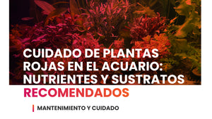 Cuidado de plantas rojas en el acuario: nutrientes y sustratos recomendados