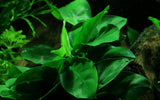 ANUBIAS BARTERI NANA ON WOOD 101YWS