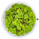 SALVINTA MINIMA 011 TC