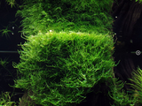 TAXIPHYLLUM BARBIERI 'BOGOR MOSS'