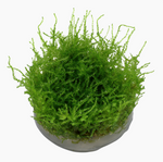 VESICULARIA MONTAGNEI 'CHRISTMAS MOSS'