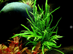 MICROSORUM PTEROPUS TRIDENT 008G