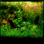 HELANTHIUM TENELLUM GREEN 067A TC