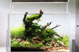 HELANTHIUM TENELLUM GREEN 067A TC