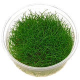 Eleocharis Parvula Mini