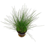 Eleocharis Parvula Mini