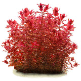 Rotala Macandra Variegated