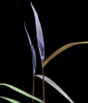 Poaceae sp. "Purple bamboo"
