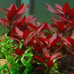 Ludwigia Repens "Rubin"