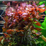 Ludwigia Repens "Rubin"