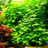 Hydrocotyle Leucocephala