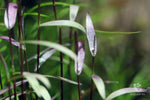 Poaceae sp. "Purple bamboo"