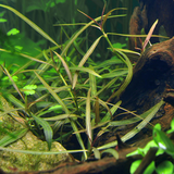 Hygrophila Lancea "Araguaia"