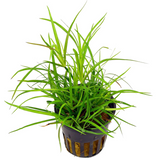 Juncus Repens