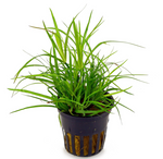 Juncus Repens