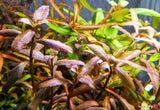 Hygrophila Brown